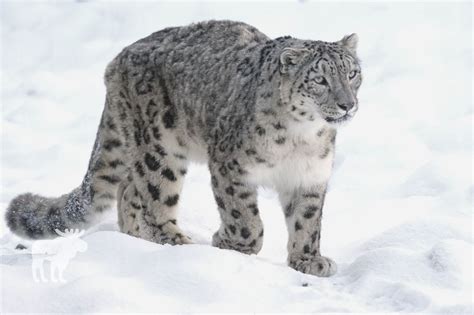 10 Animals That Live In The Snow — Forest Wildlife