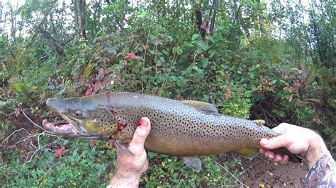 Wisconsin Trout Fishing - 9/21/2019 - YouTube