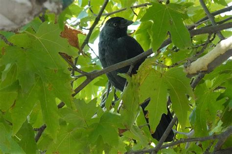 Bird Western Jackdaw Ornithology - Free photo on Pixabay - Pixabay