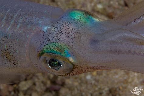 Bigfin Reef Squid- Facts Photographs and Video | Seaunseen