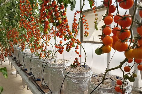 Sweet Cherry Tomatoes in Hydroponic Dutch Bucket System growing in Pakistan Hydroponics Climate ...