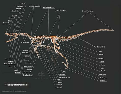 Velociraptor Anatomy Study - Rushelle Kucala Art