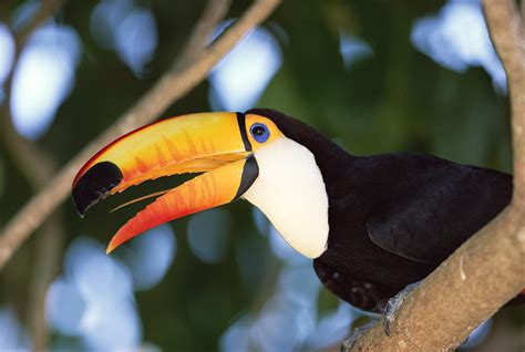 Toco Toucan Pantanal Brazil Photograph by Konrad Wothe - Pixels