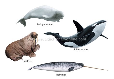 ANIMAL KINGDOM :: MARINE MAMMALS :: EXAMPLES OF MARINE MAMMALS [2] image - Visual Dictionary Online