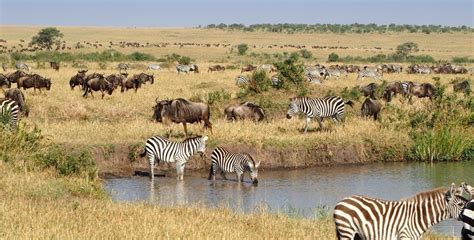 3 Days Masai Mara Wildlife Safari – Africa Adventure Vacations