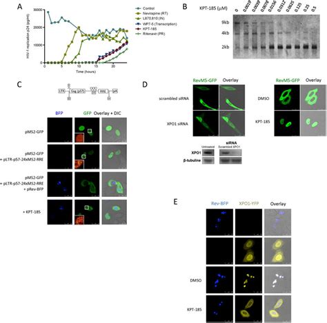 Anti-HIV mechanism of action of KPT-185. (A) Time-of-addition ...