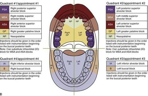 11: Basic Injection Techniques | Dental hygiene school student, Dental hygiene school, Dental ...