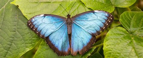 Blue Morpho Butterfly · Tennessee Aquarium