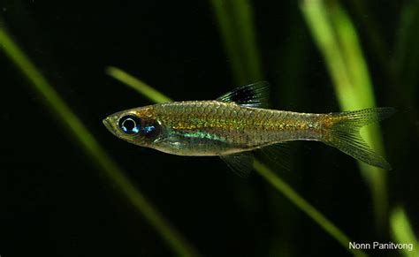 Brevibora dorsiocellata – Eyespot Rasbora (Rasbora dorsiocellata) — Seriously Fish