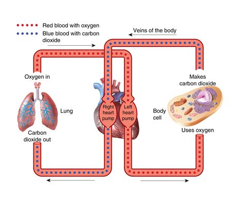 path of oxygen through the lings pinterest - Google Search | Body pump, Oxygen, Respiratory therapy