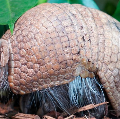 Three Banded Armadillo (Southern) - Lehigh Valley Zoo