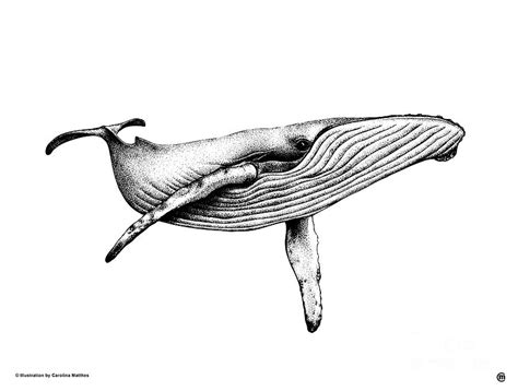 Blue Whale Drawing by Carolina Matthes - Pixels