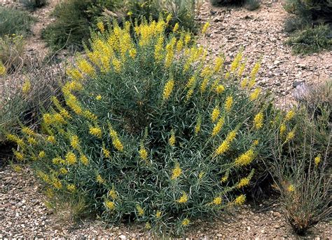 Stanleya pinnata. Prince's Plume. Native deciduous herbaceous perennial. Large, spring blooming ...