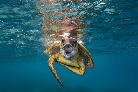 The Turtles Of Heron Island - Australian Photography