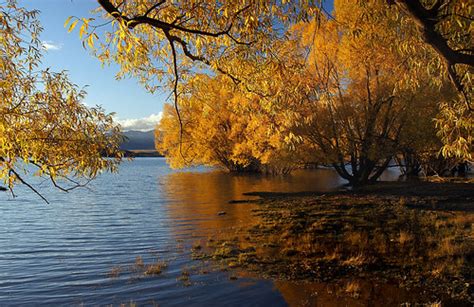 Autumn Lake Tekapo. NZ | Interestingly almost all NZ native … | Flickr