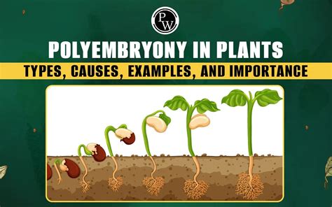 Polyembryony In Plants, Types, Causes, Examples, And Importance