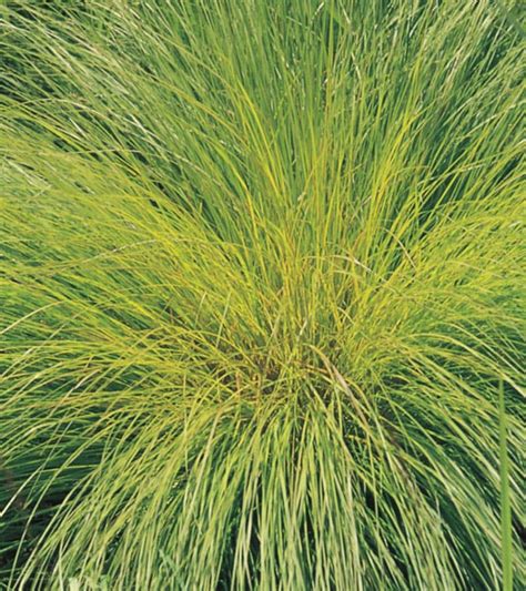 Prairie Dropseed Grass Ornamental Grasses at Lowes.com