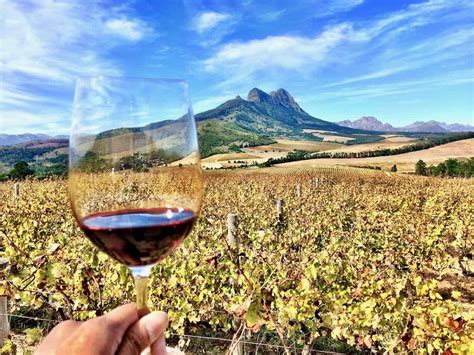 Stellenbosch wineries to visit