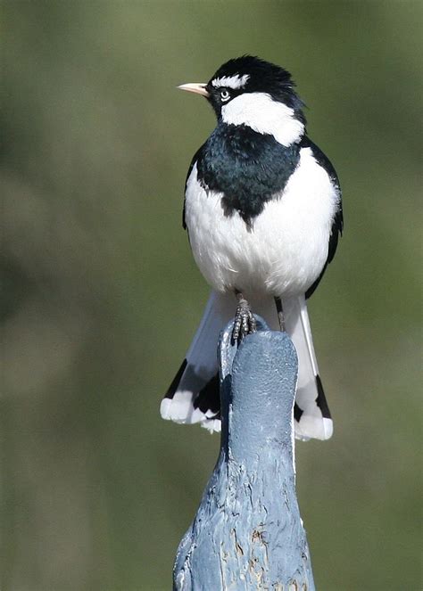 Magpie-Lark (Pee Wee) | Australian birds, Pet birds, Pretty birds