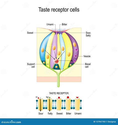 Taste Bud with Receptor Cells. Types of Taste Receptors Stock Vector - Illustration of channels ...