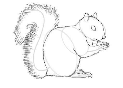 How to Draw a Squirrel - The Best Step-by-Step Squirrel Drawing Tutorial