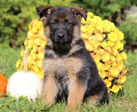 Shepadoodle (German Shepherd-Poodle Mix) Info, Puppies, Pictures ...