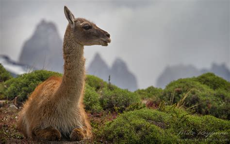 Guanaco (Lama guanicoe) sitting on hill top. Towers of Paine are on the backdrop. Torres del ...