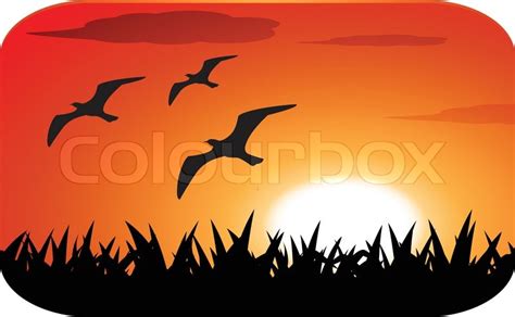 Birds silhouette with sunset | Stock vector | Colourbox