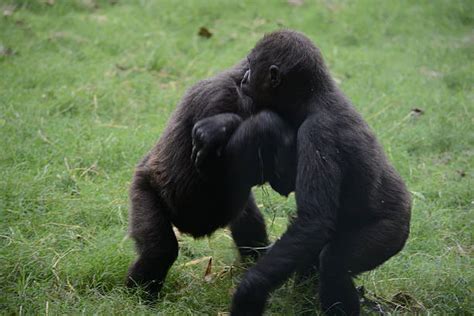 Gorilla Playing Stock Photos, Pictures & Royalty-Free Images - iStock