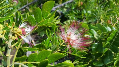 Samanea Saman Rain Tree Seed (vilaiti Siris) Stock Image - Image of samanee, siris: 46169413