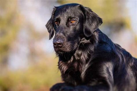 10 Most Common Black Dog Breeds