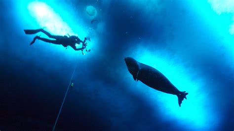 Seals are making 'Star Wars' noises at each other underwater, and we have no idea why | Live Science