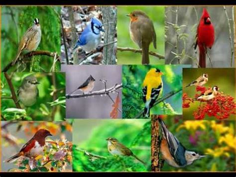 SINGING BIRDS. NATURE'S RELAXING SOUNDS - YouTube