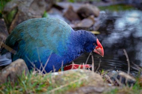 Where to See New Zealand Wildlife: 10 Unique Species to Spot