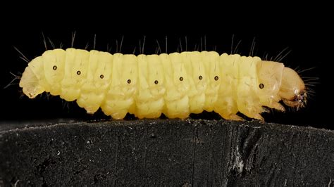 Wax worms biodegrade plastic bags at 'uniquely high speeds', study finds - ABC News