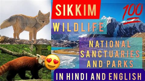 Sikkim Wildlife Top Sanctuaries and National Parks (SIKKIM PPT) - YouTube