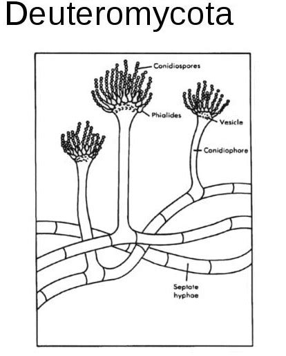 Klasifikasi Jamur / Fungi (Zygomycota, Ascomycota, Basidiomycota ...