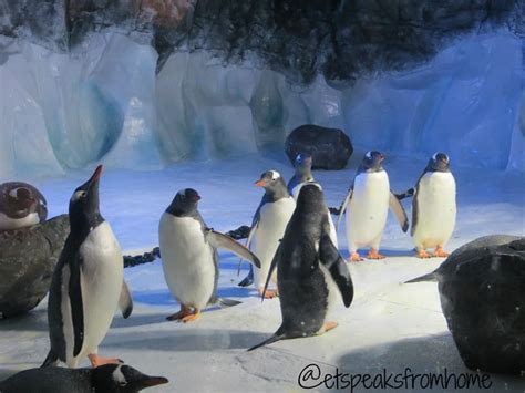 Penguin Ice Adventure launches at SEALIFE Centre - ET Speaks From Home