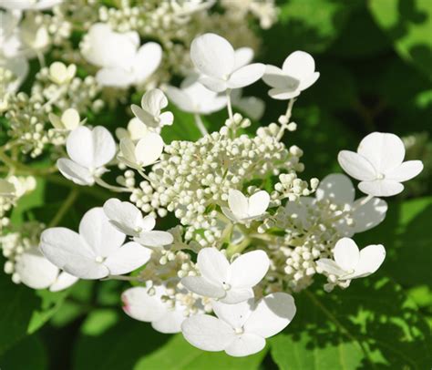 Three Dogs in a Garden: Hydrangeas: Care Basics/ Old & New Varieties