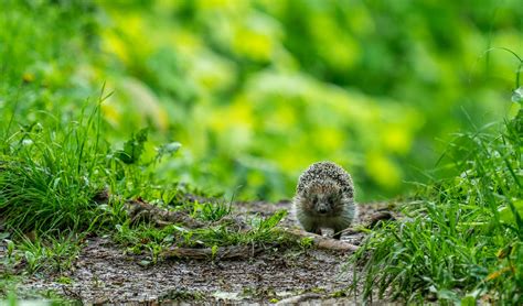 Brown and White Mice · Free Stock Photo