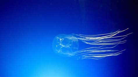 Box Jellyfish Facts for Kids - Learn Everything about Box Jellyfish