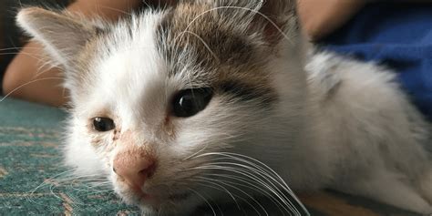 Cat flu in kittens - PDSA