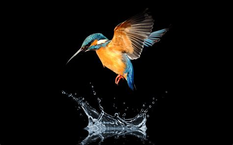 Download Splash Water Bird Animal Kingfisher HD Wallpaper