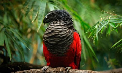 Get to Know the Dracula Parrot: The Mysterious Bird That's Straight Out of a Horror Movie (Video)