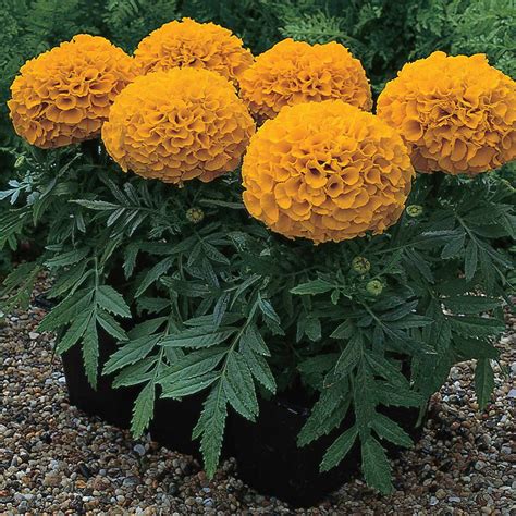 African Marigold Flower Garden Seeds - Antigua Series F1 - Orange - 100 Seeds - Annual Flower ...