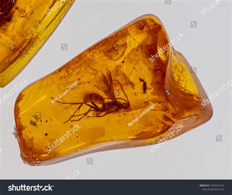 Ant amber Images, Stock Photos & Vectors | Shutterstock