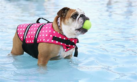 POOL SAFETY TIPS FOR DOGS