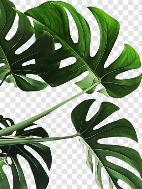 Monstera Deliciosa Leaf Plant Flower Green - Tree Alismatales ...