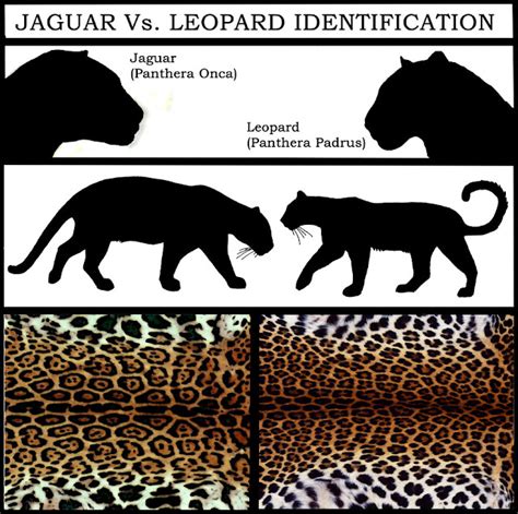 Computational Landscape Ecology: Jaguar vs Leopard Identification