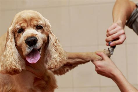 Pet Grooming Tips For Beginners – SearchFly